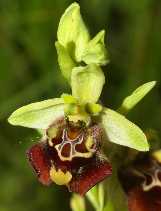 Ophrys lacaitae tra introgressioni e forme ibride  Molise 2023.